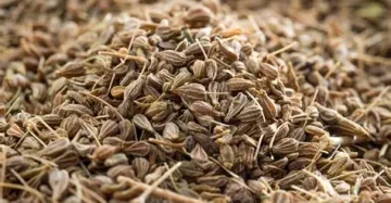 Anis En Grano Kg