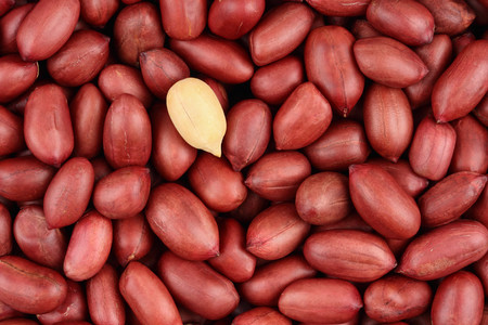 Maní Rojo Bolón
